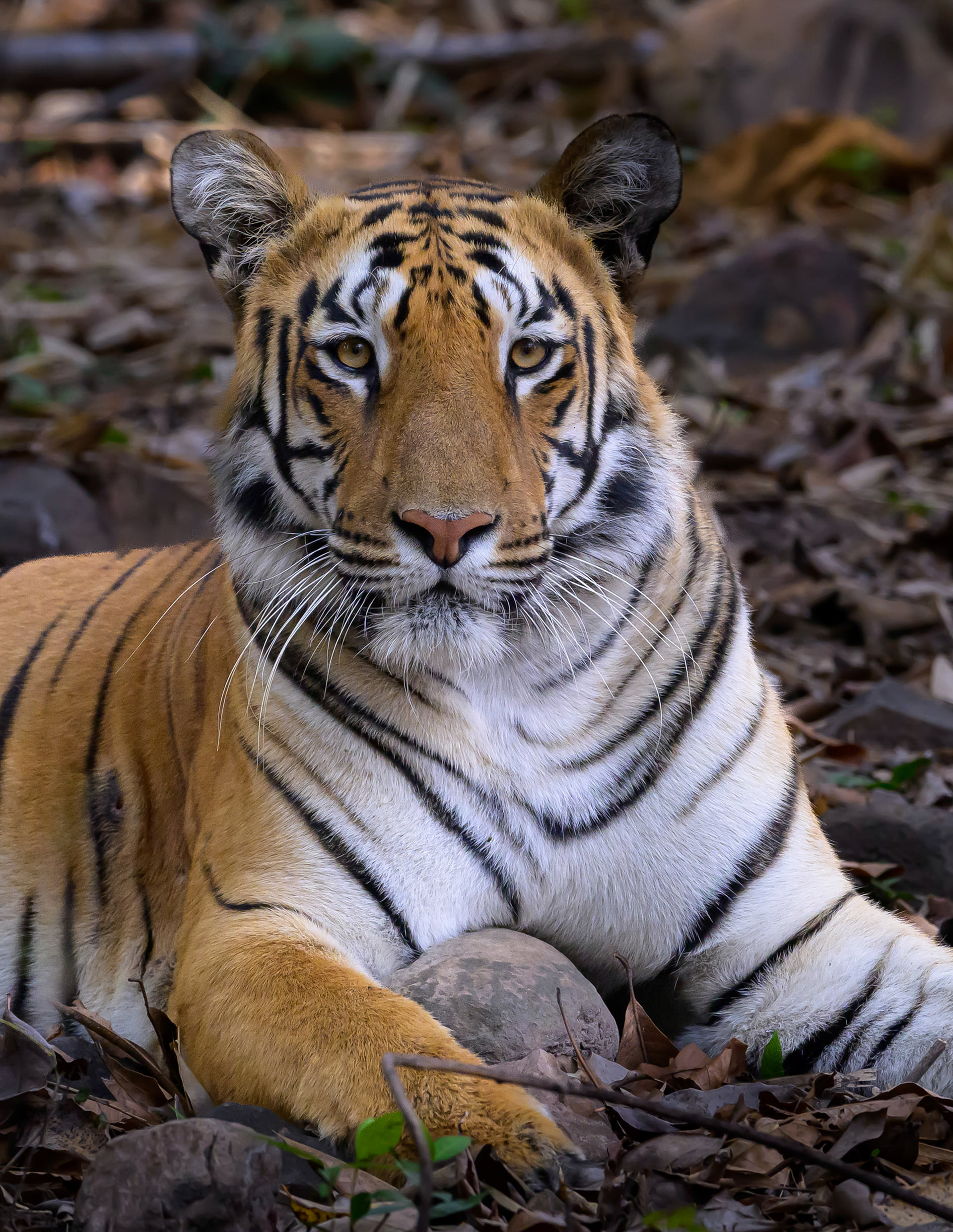 A tiger resting among dry brown leaves and looking straight into the camera, photographed near The Garud Forest, Tadoba