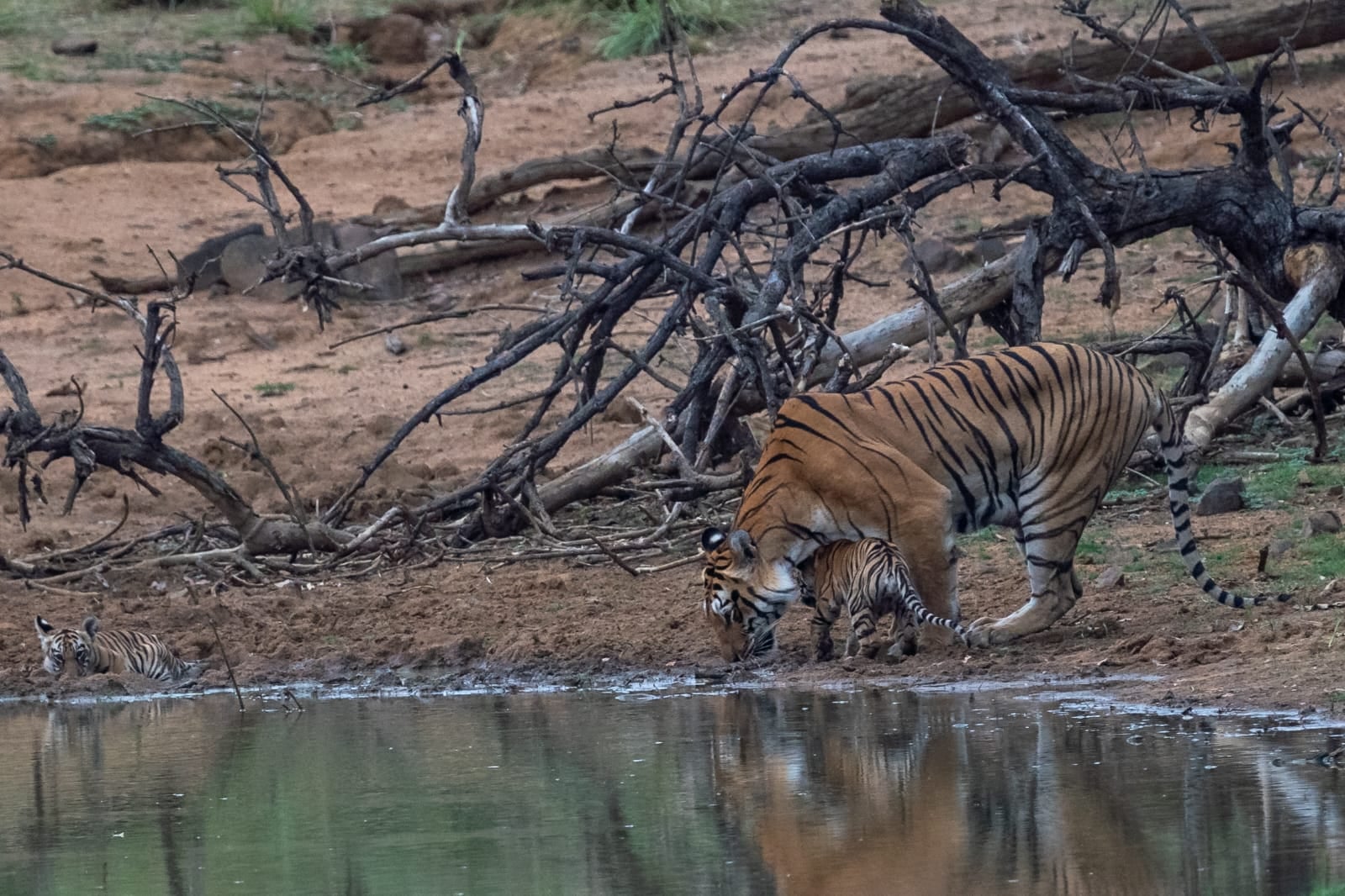A tigress drinking at a waterhole beneath fallen branches, photographed on a Tadoba drive from The Garud Forest