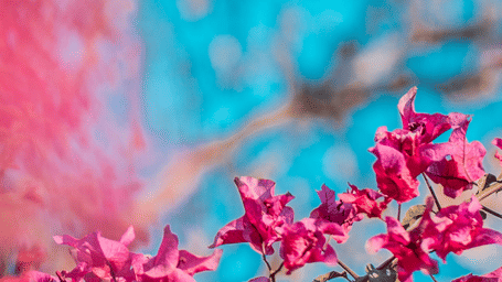 A close up image of vibrant pink bougainvillea flowers against a soft blurred background creating a serene and colourful nature scene.