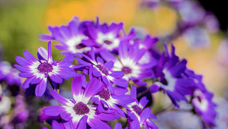 A close-up view of purple flowers at Karma Chalets.