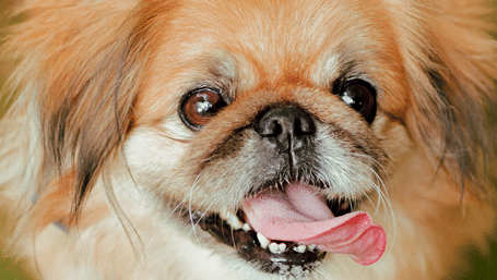 A fluffy dog sitting on the grass with its tongue out, wearing a collar.