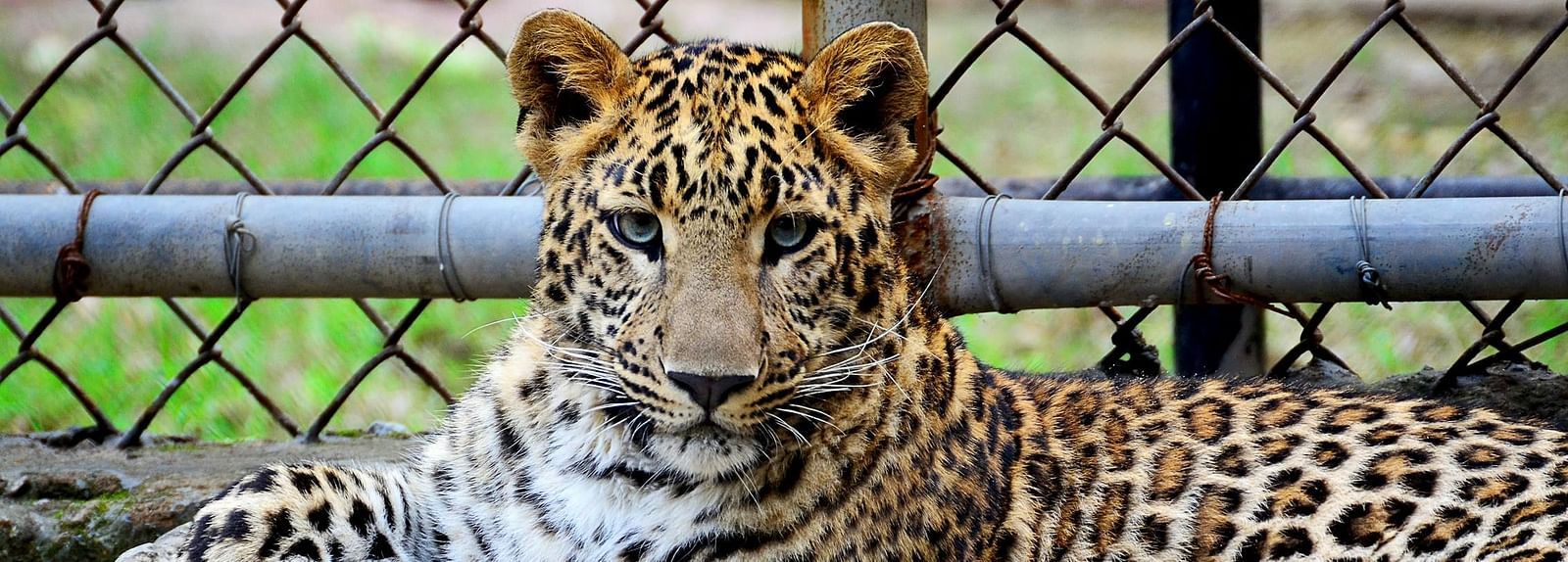 An image of a leopard resting with one paw placed on an object.