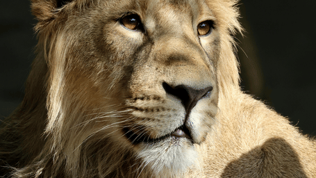 A lioness gazing attentively in her enclosure.
