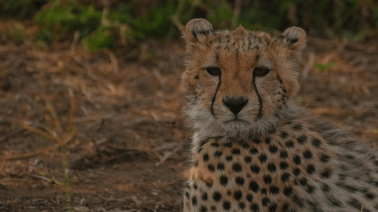A small cheetah cub sits on the ground, looking directly at the camera with a calm and curious expression.