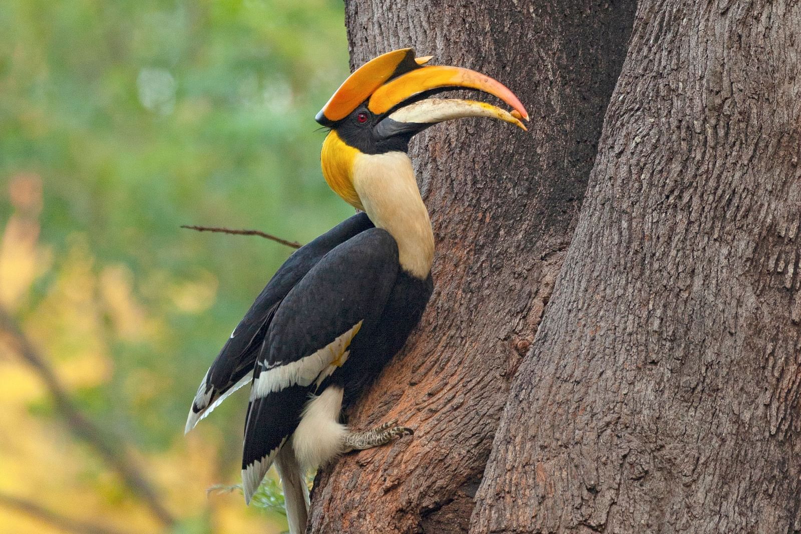 Malabar horn-bill perching on a tree