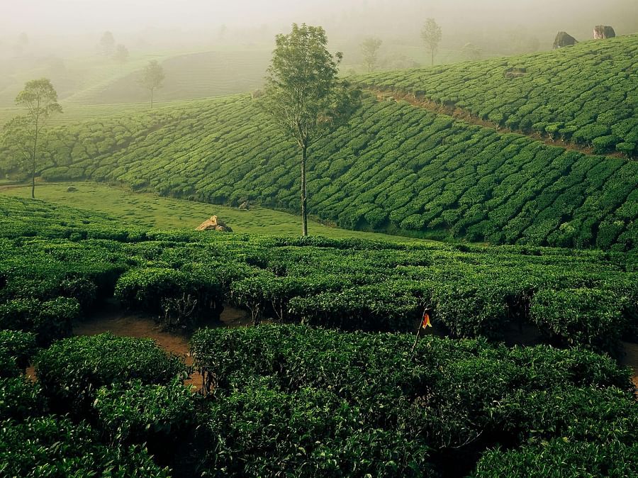 Image of the tea garden covered in mist.