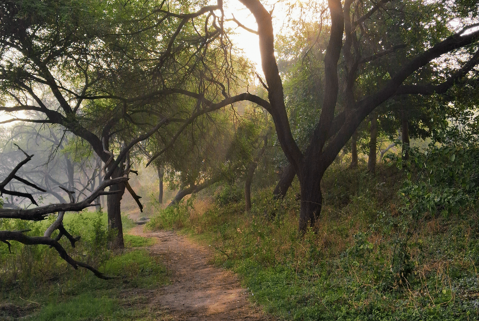 image of a forest with a trail leading in the woods with a beautiful sunset in the background