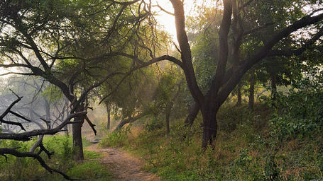 image of a forest with a trail leading in the woods with a beautiful sunset in the background