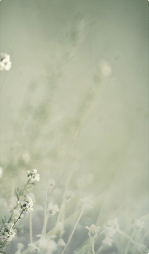 A close up of small bloomed ferns with the background blurred at our The serai bandipur - A Bandipur Resort and Spa.