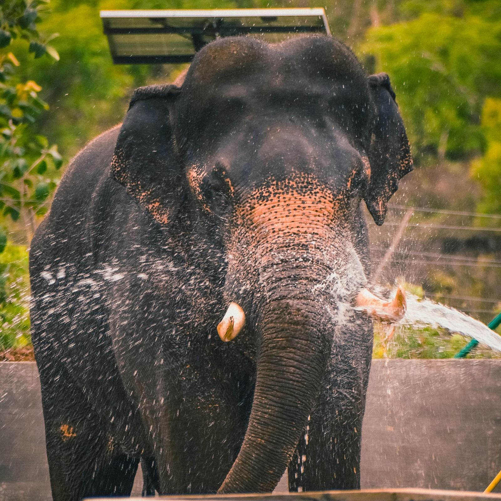 An elephant spraying water from its trunk.