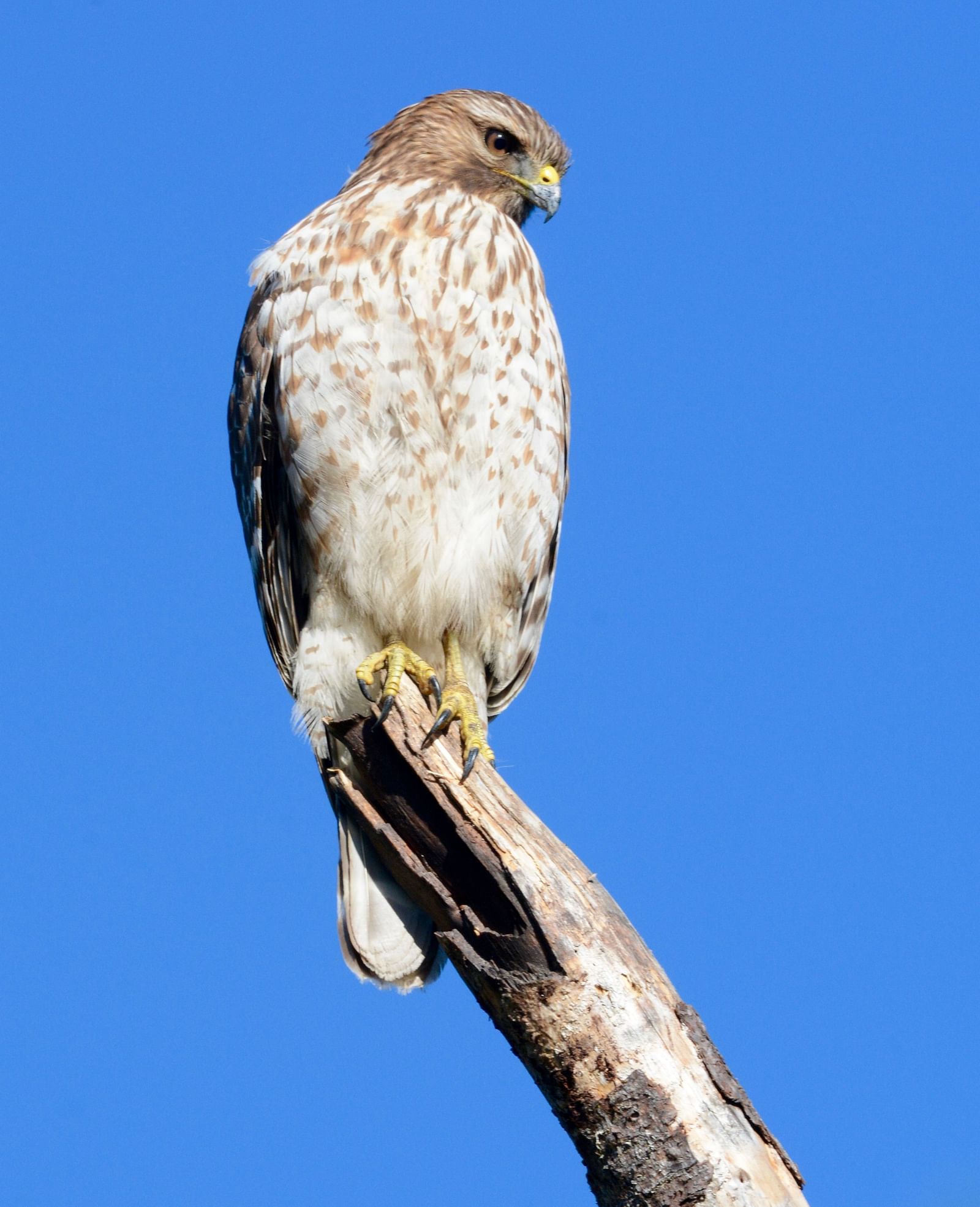 A hawk perches on a tree branch, basking in the sunlight - Brewery Gulch Inn & Spa