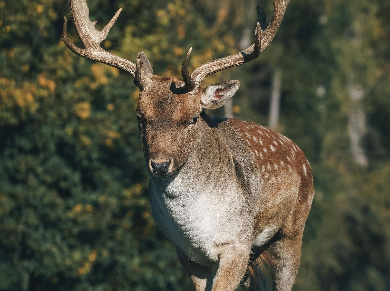 A majestic fallow deer with spotted fur and broad, palmate antlers standing in a grassy field with a forest backdrop.