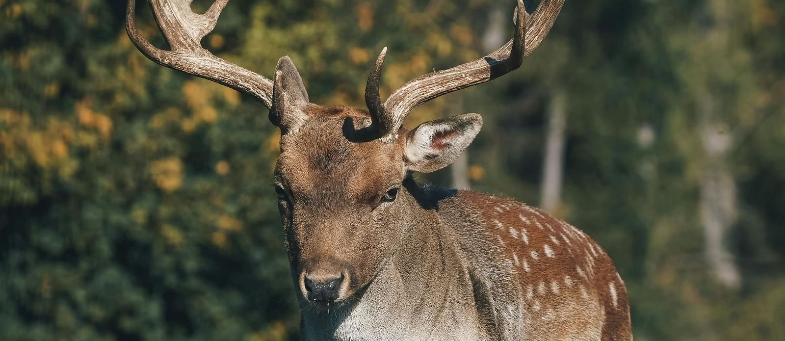 A majestic fallow deer with spotted fur and broad, palmate antlers standing in a grassy field with a forest backdrop.
