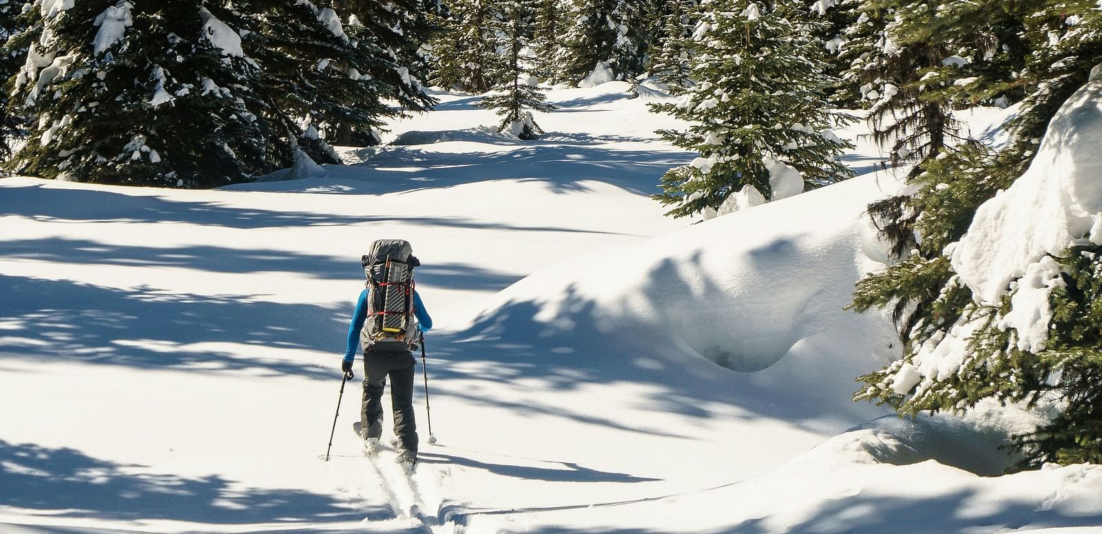 A back view of a person walking in a snow-covered forest area.