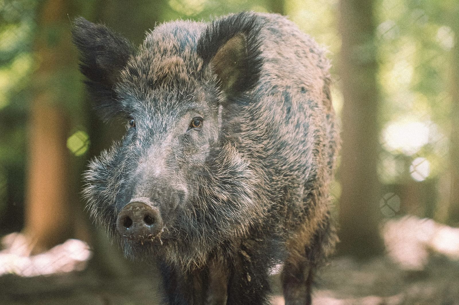 a wild boar in a forest
