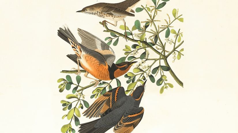 A painting of birds perched on a branch with cream background