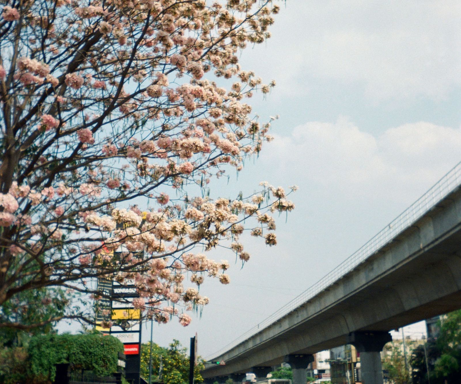 An overview of a street in bangalore with a tree having white flowers and people walking next to it