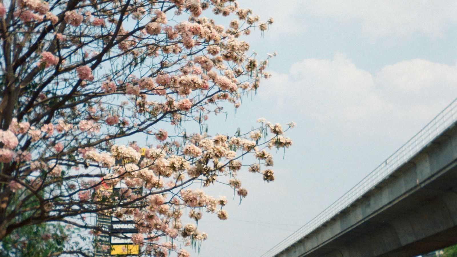 An overview of a street in bangalore with a tree having white flowers and people walking next to it