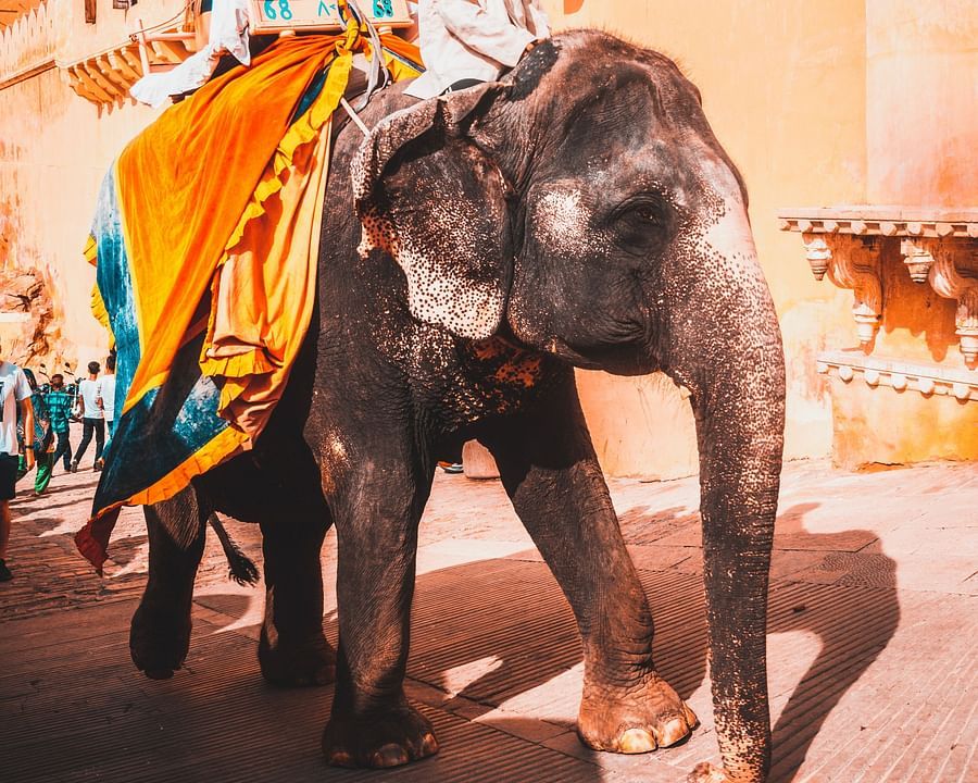 Man and woman on elephant back in Jaipur