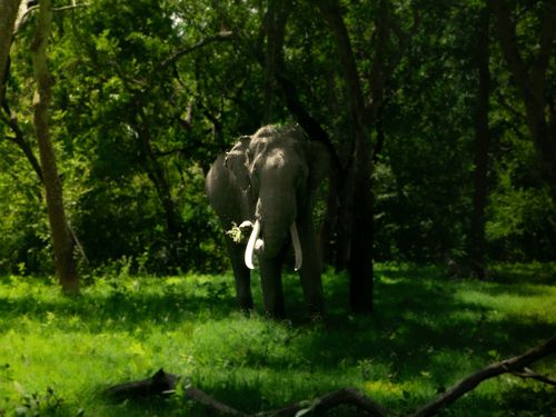 An elephant standing amidst dense green forest, surrounded by trees and lush grass, with sunlight filtering through the canopy.