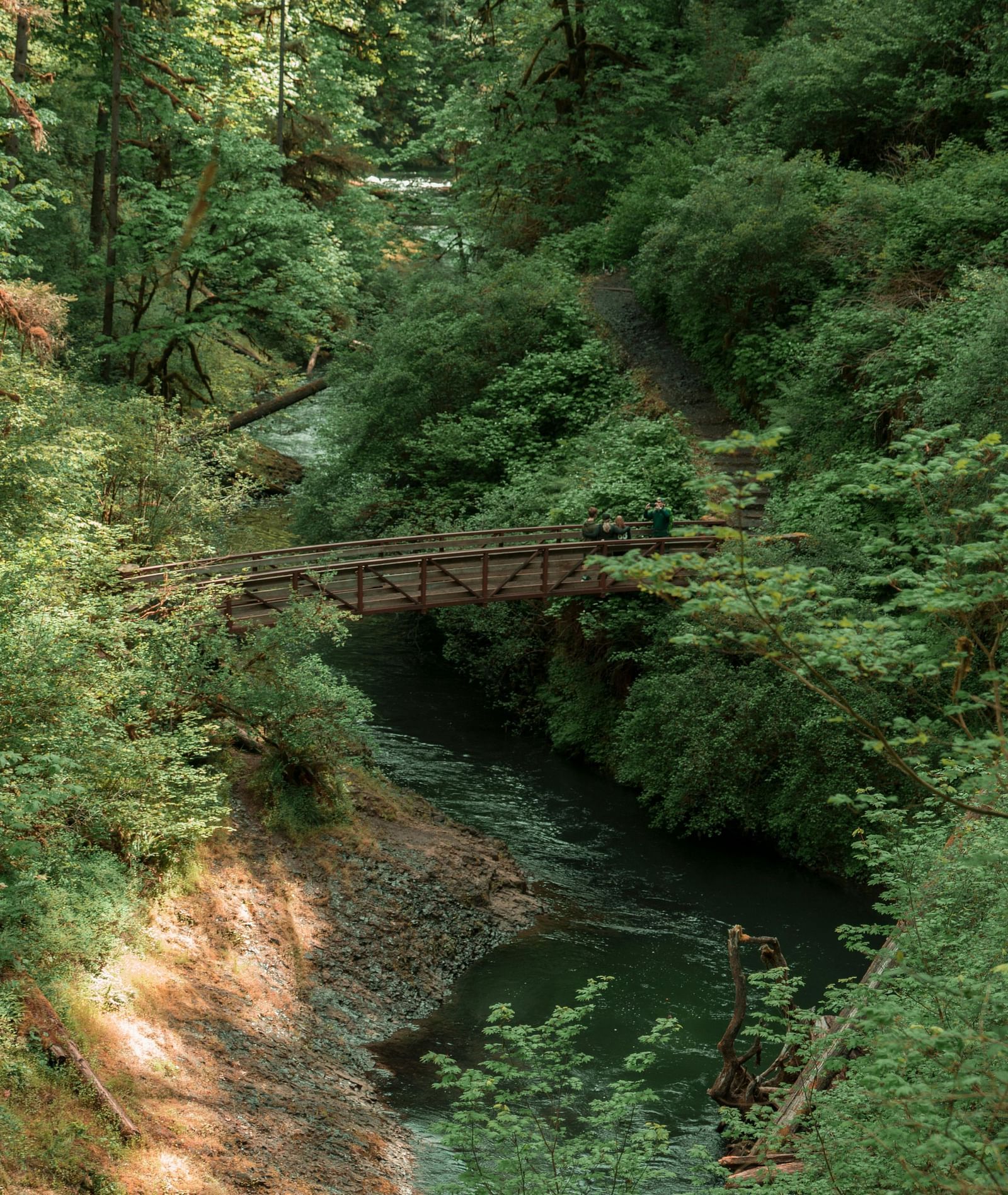 a far out view of a small bridge over a stream inside a dense forest.