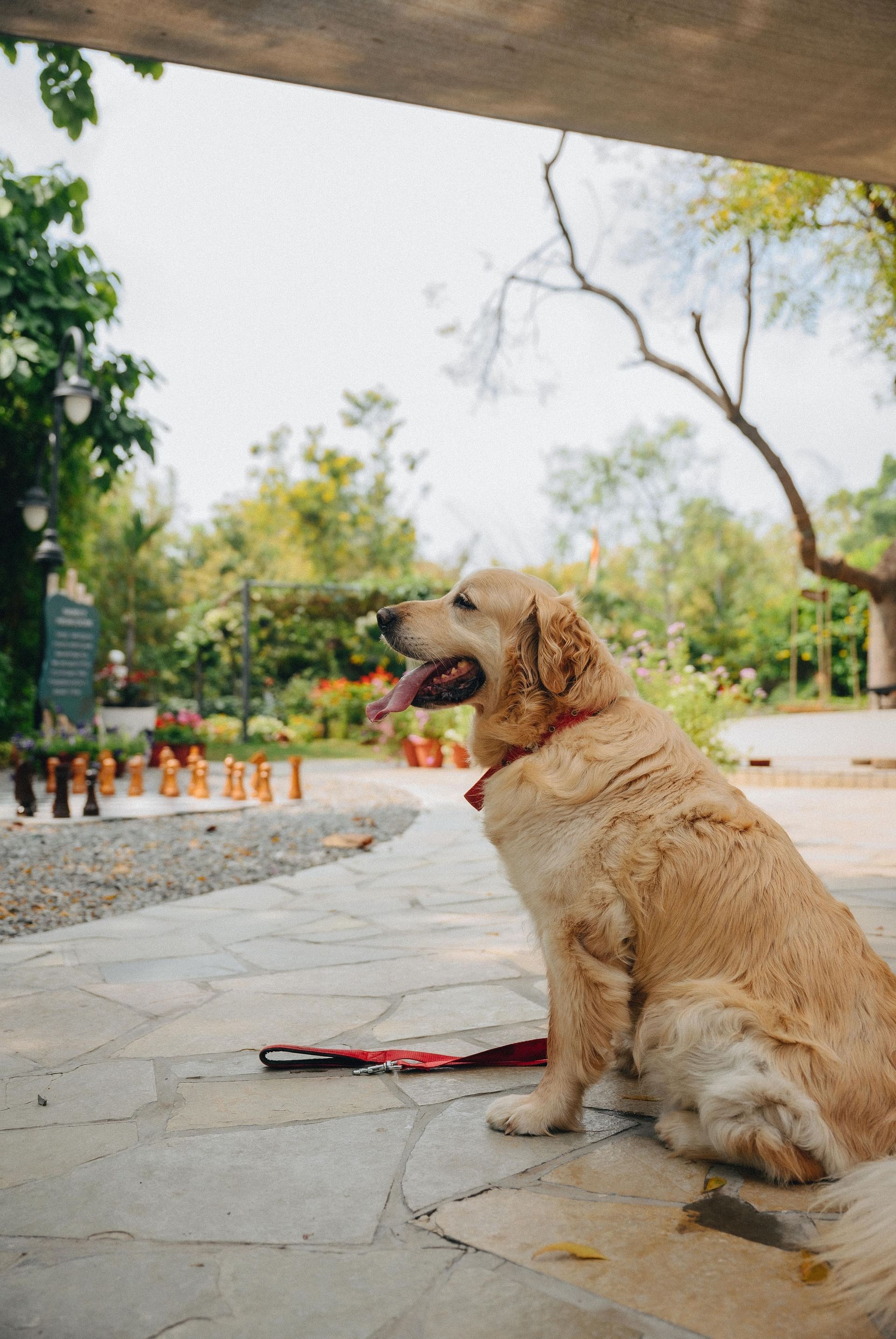 Back view of a dog wearing a leash sitting outdoors with a background of the spacious pathway in Karma Chalets.