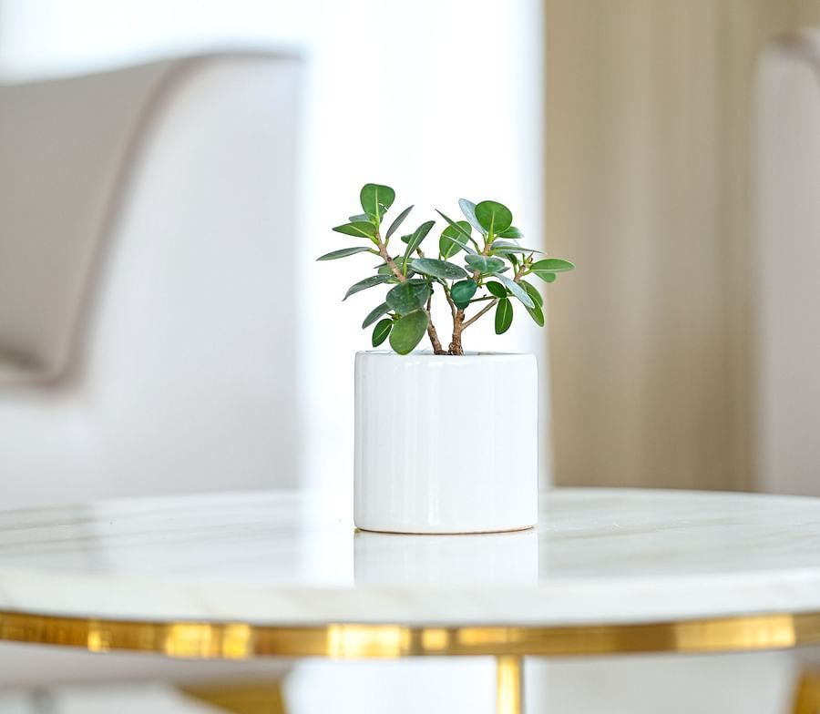 alt-text a close up view of a table with a small plant kept on top of it