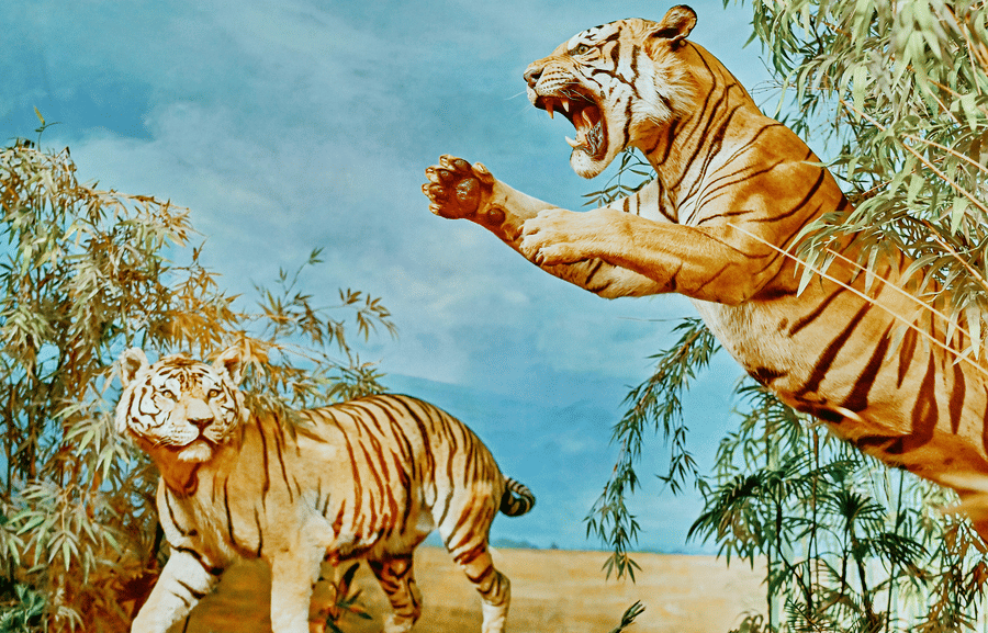 A vibrant vertical mural depicting two roaring tigers amidst bamboo stalks against a sky-like background.