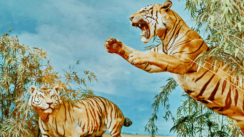 Painting of a tiger and other wildlife in a blue and green landscape, displayed at a museum