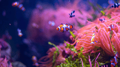 Close-up of colourful corals and fish underwater.
