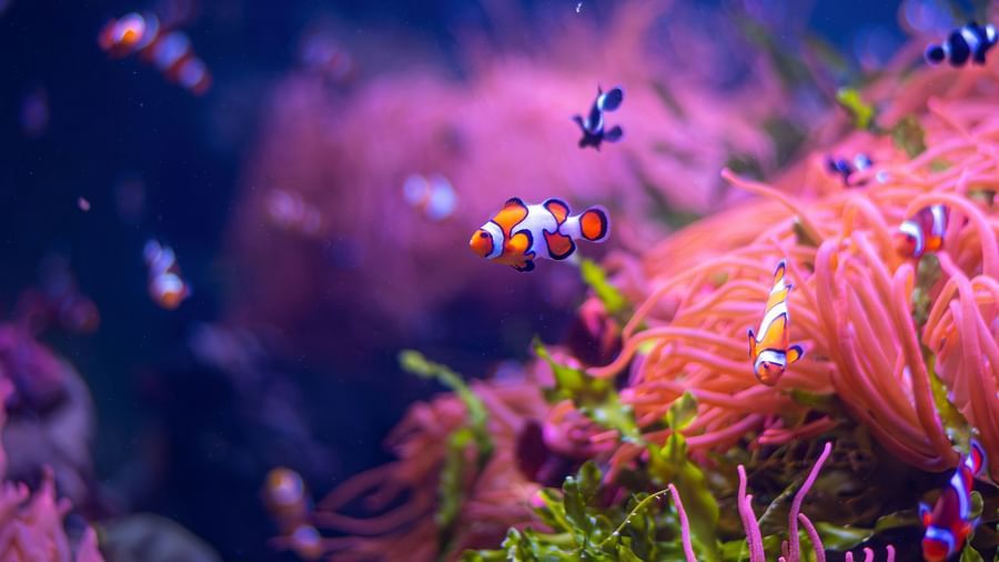 Close-up of colourful corals and fish underwater.