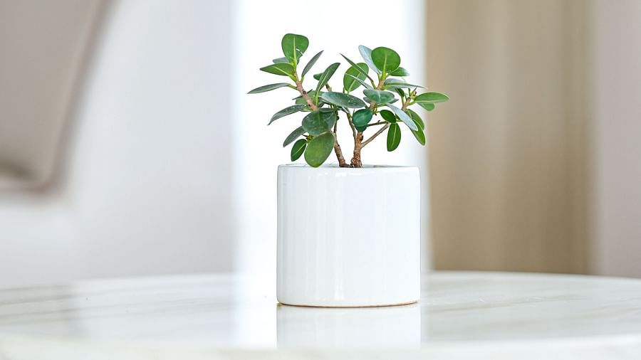 a close up view of a table with a small plant kept on top of it