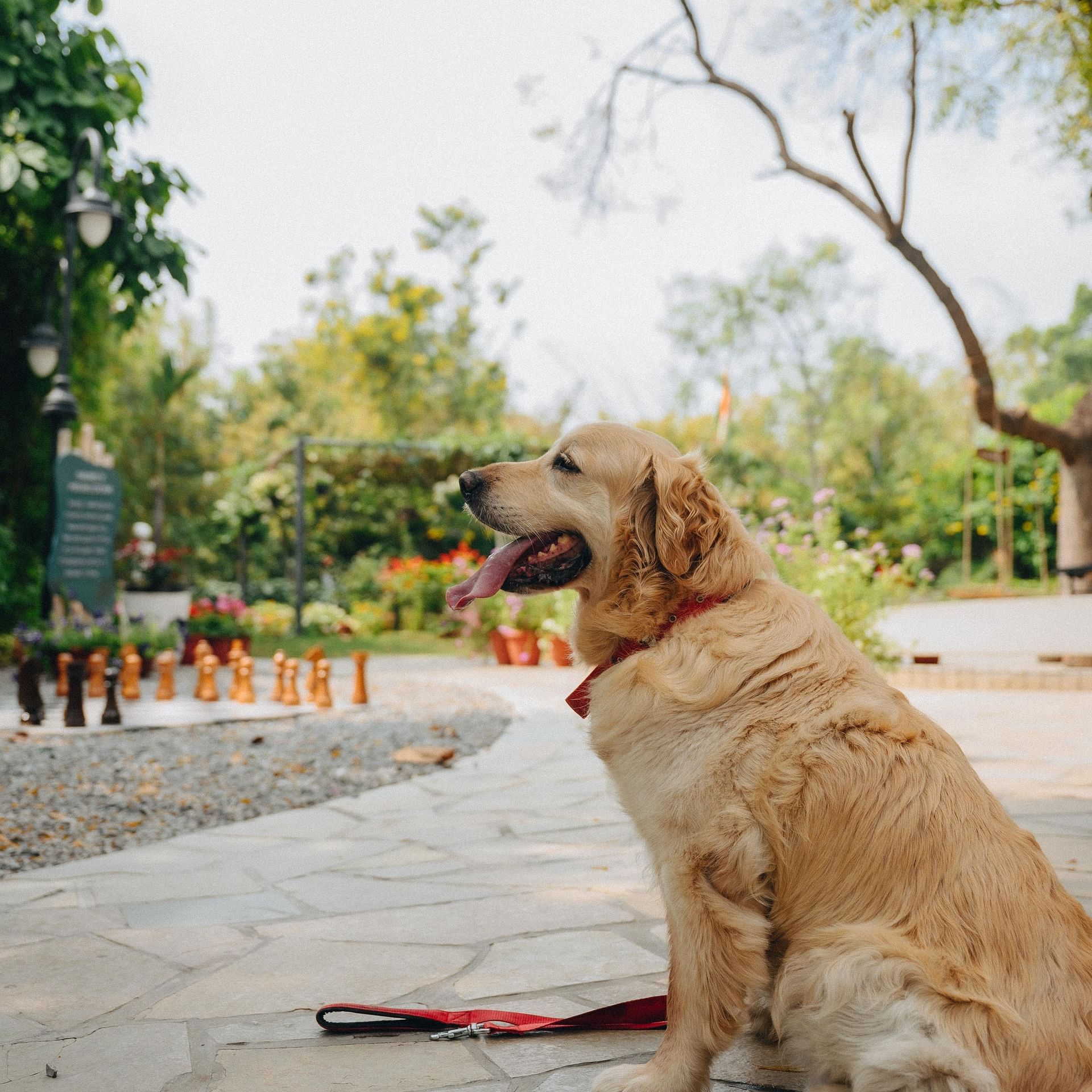 Back view of a dog wearing a leash sitting outdoors with a background of the spacious pathway in Karma Chalets.