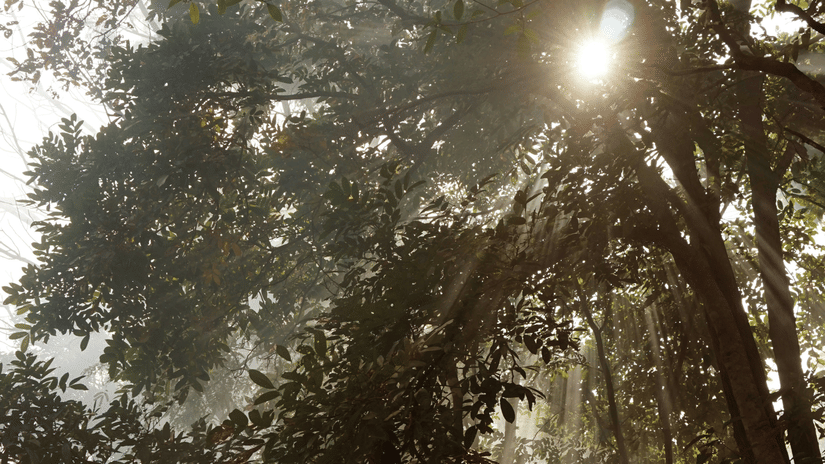 an overview of a forest with mist covering and rays of sunshine creeping through the gaps