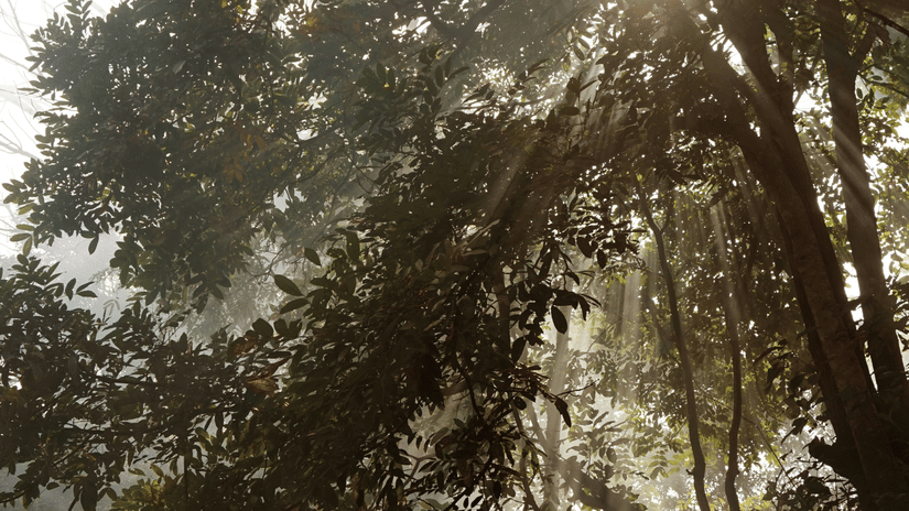 an overview of a forest with mist covering and rays of sunshine creeping through the gaps