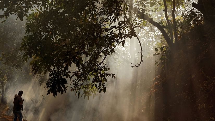an overview of a forest with mist covering and rays of sunshine creeping through the gaps