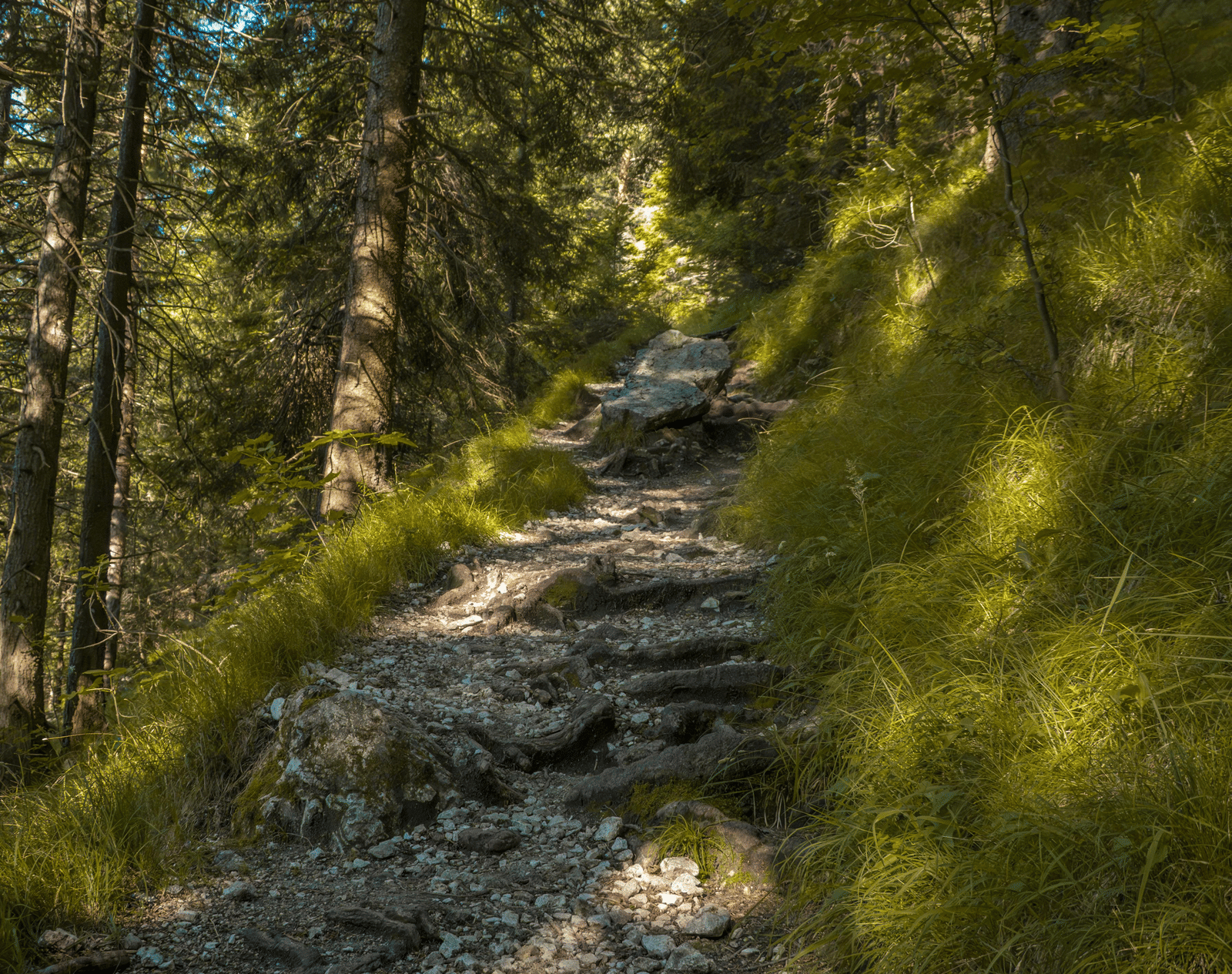 A narrow, rocky dirt path winds through a dense forest of tall trees with dappled sunlight.