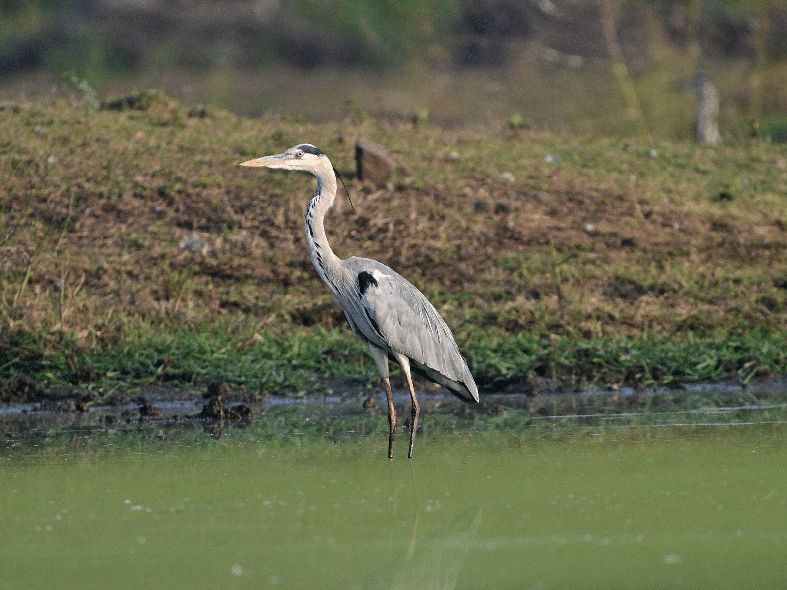 An image of bird near a lake