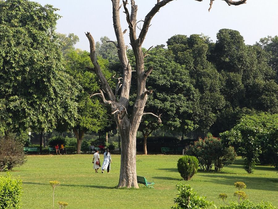 A tall, leafless tree with gnarled branches stands in a green park with lush trees in the background.