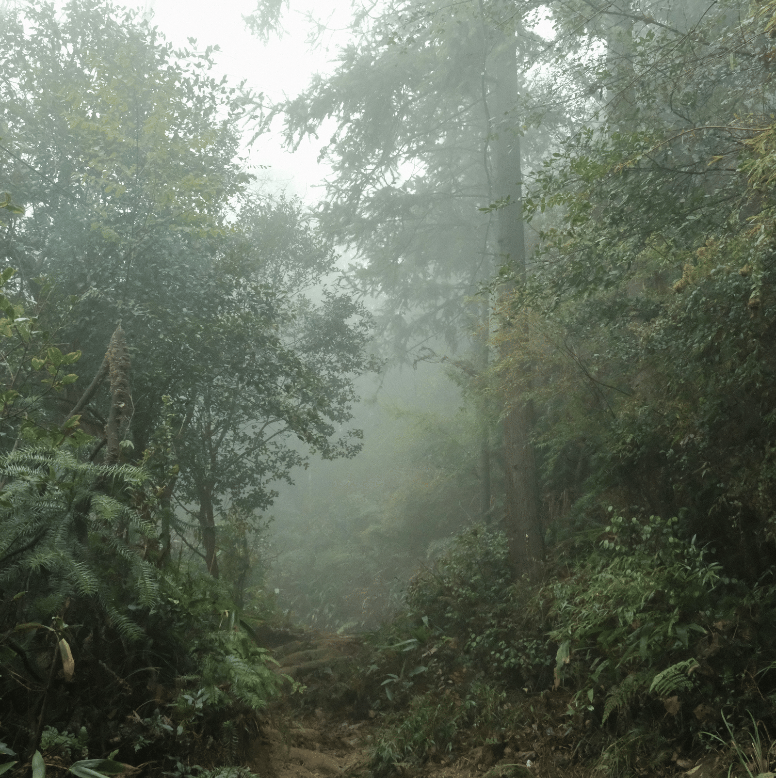 A narrow forest path surrounded by dense trees and vegetation with mist in the air.