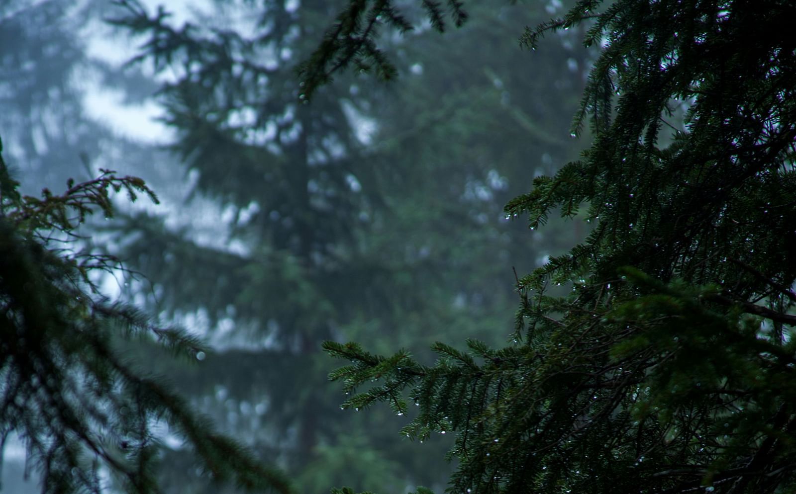 A view of the branches of trees while raining.