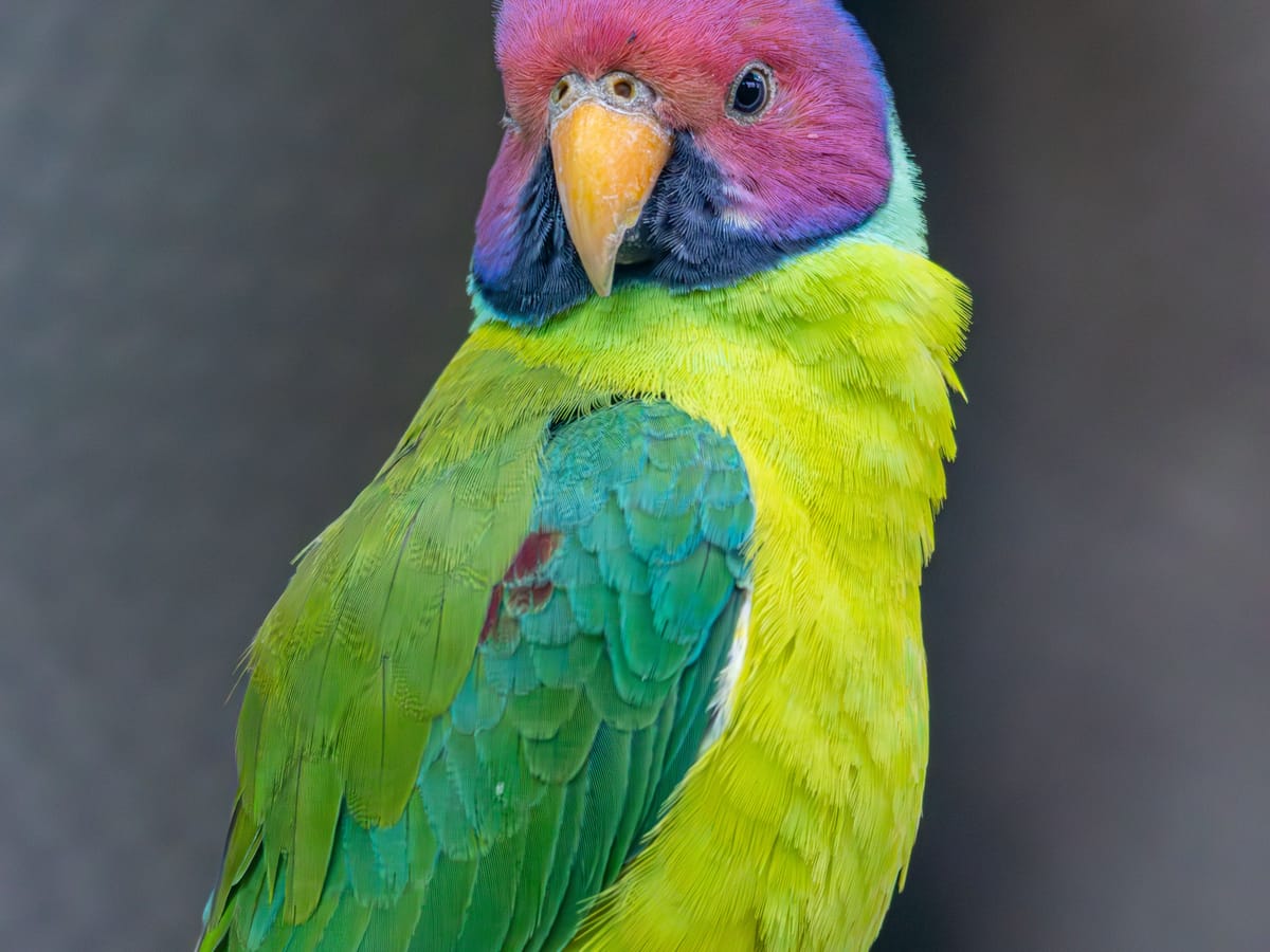 A plum-headed parakeet photographed near Signum Resort, Bandhavgarh