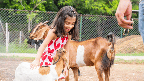 A little girl playing with two goat kids while an adult is monitoring her at Karma Lakelands.