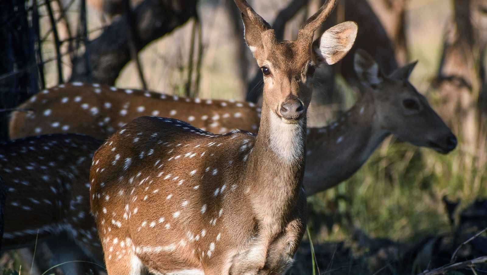 Tadoba National Park and Andhari Tiger Reserve