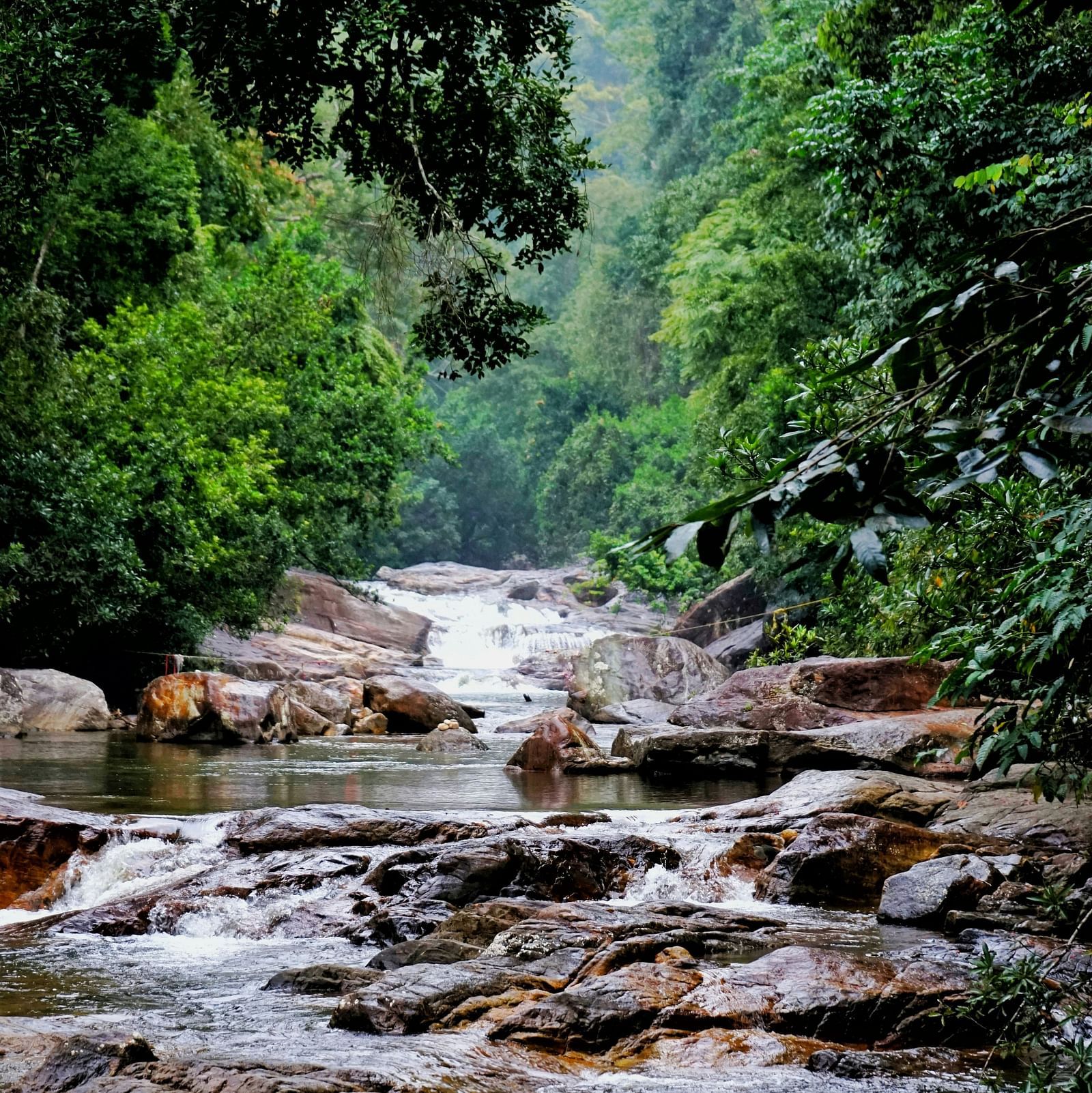 A vibrant jungle stream with smooth rocks and small waterfalls, framed by dense green foliage.