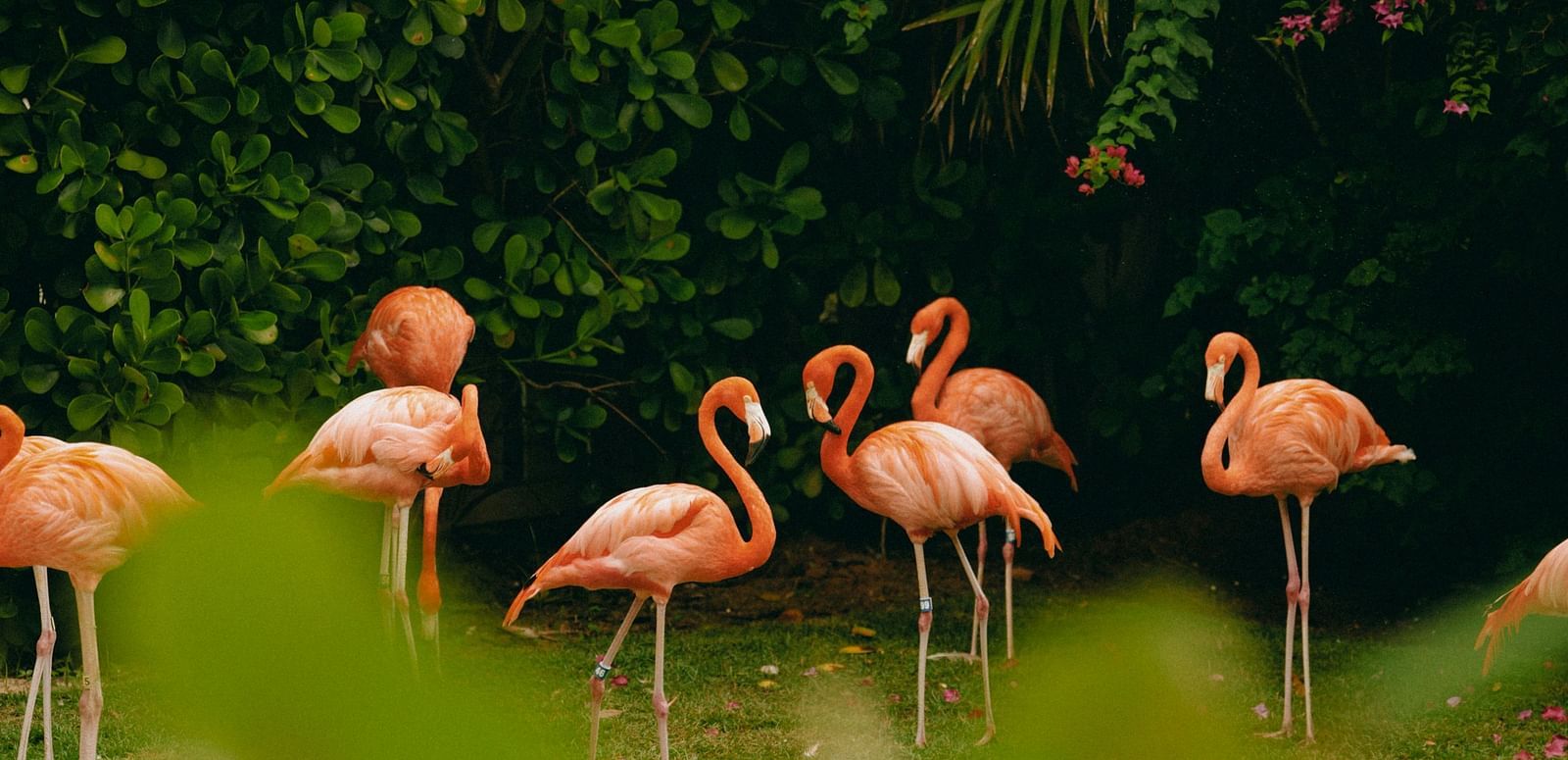 A group of flamingos standing in a lush green area with blurred foliage in the foreground
