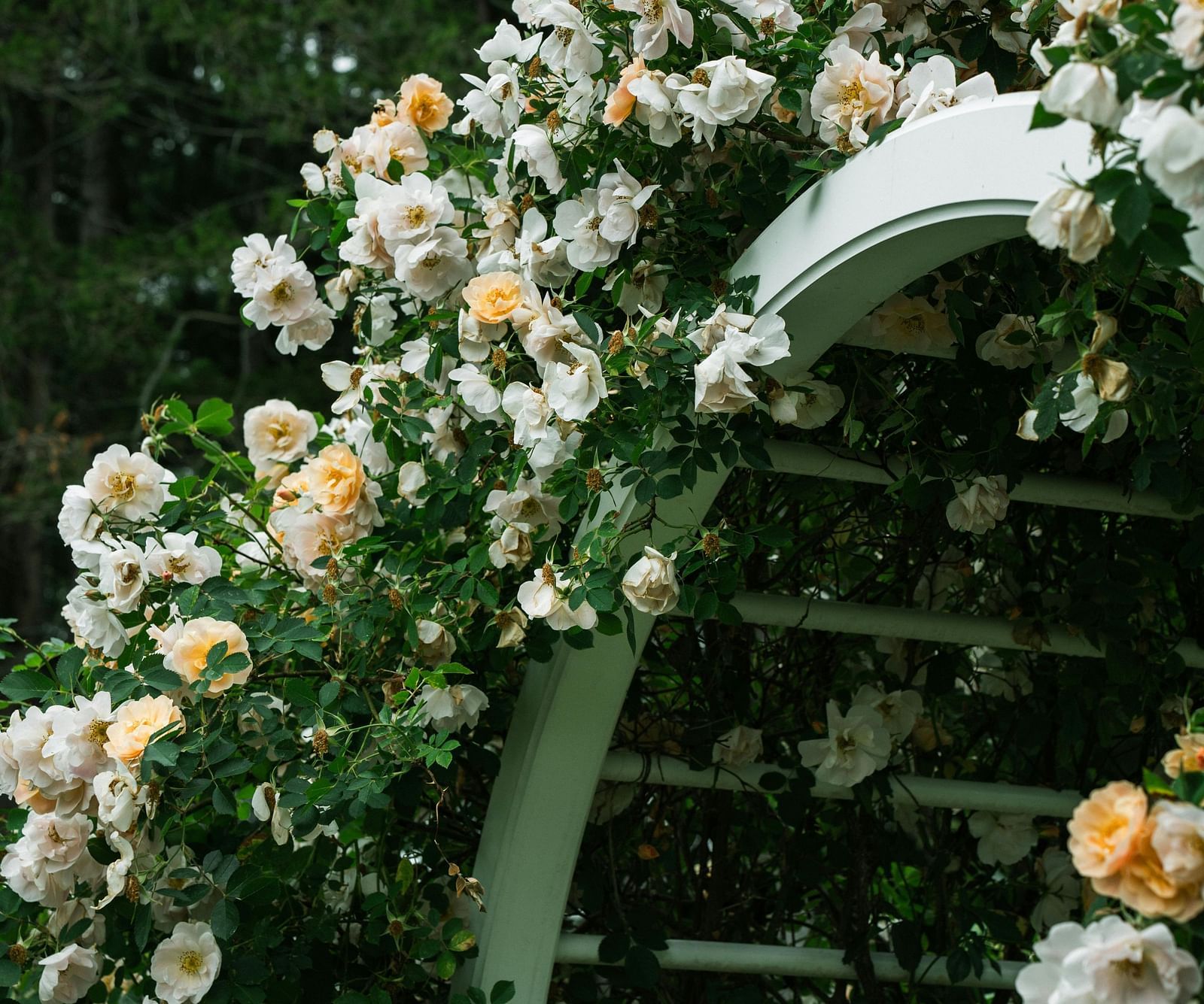 A picture of arc shaped floral decorations