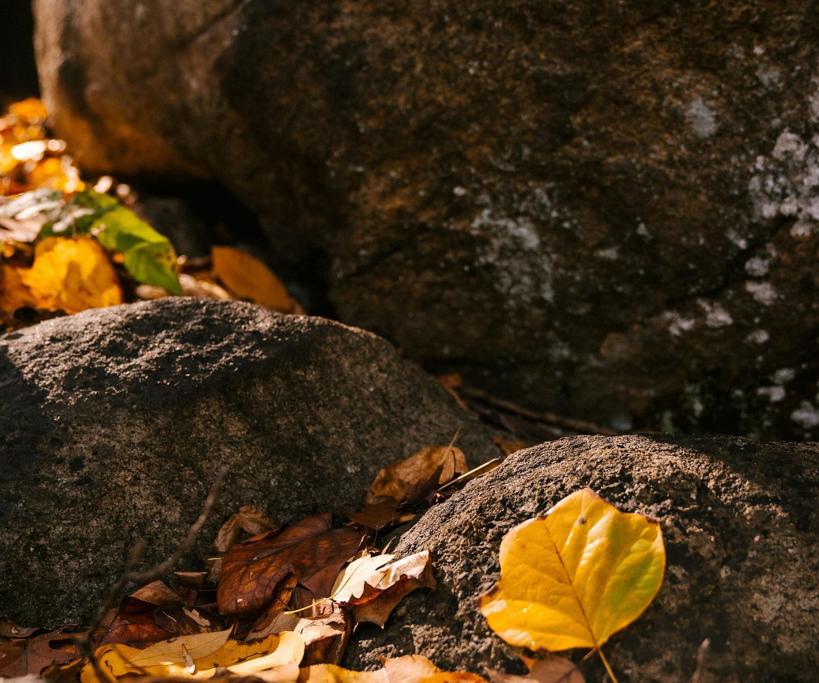 An image of rocks surrounded by leaves