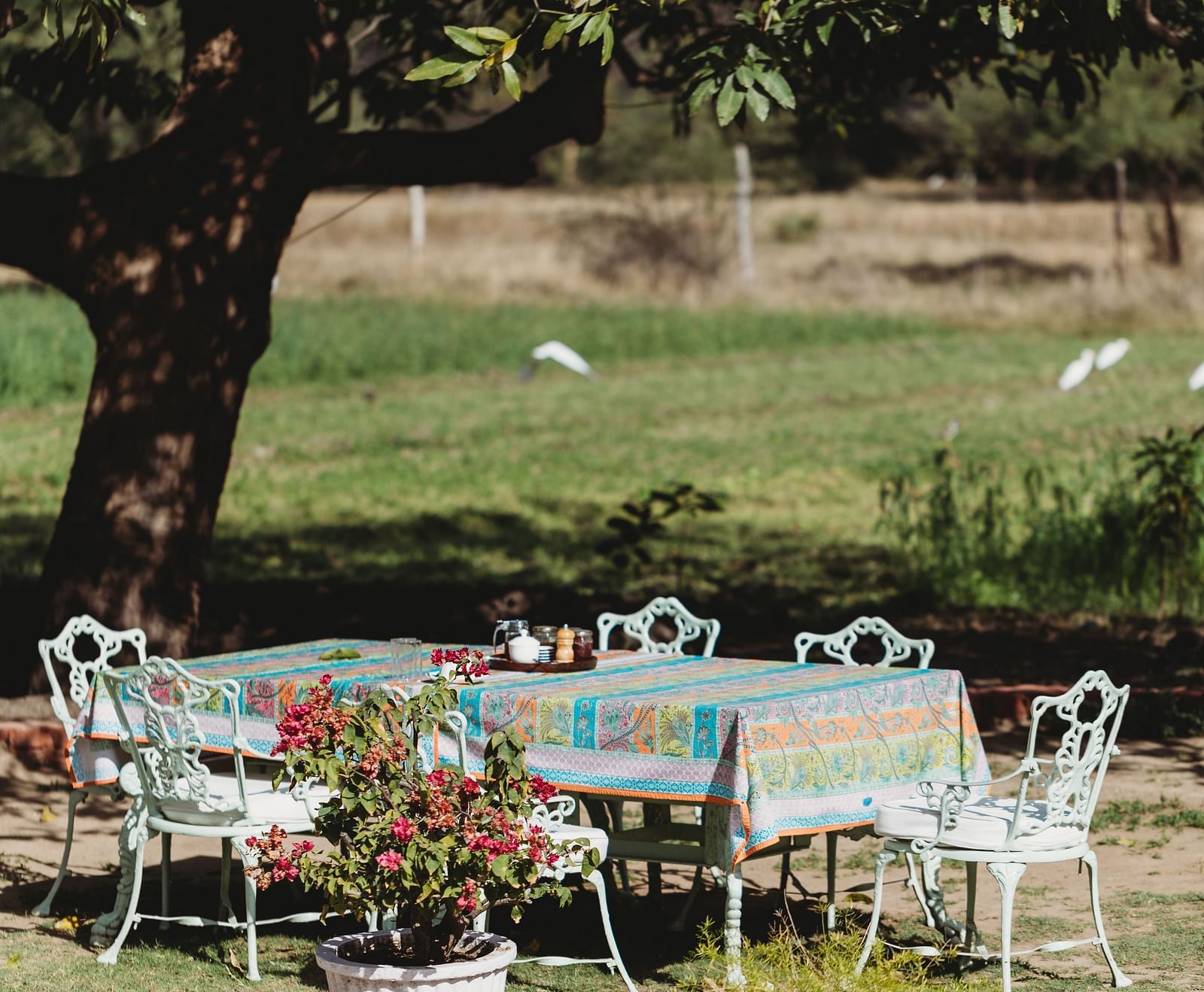 An outdoor dining set with a patterned tablecloth sits under a large tree in a grassy area, with potted plants nearby- Shahpura Bagh.