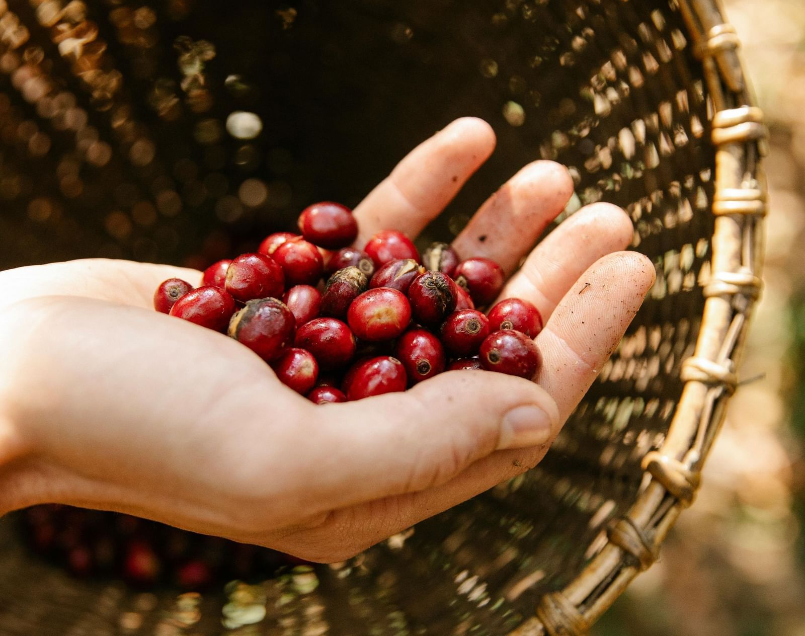 pexels-michael-burrows-7125435